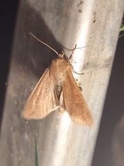 Mythimna
