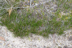 Schoenus breviculmis