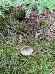 Agaricales