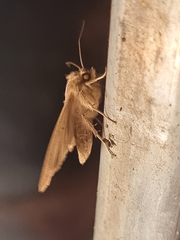 Mythimna