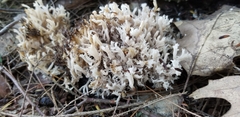Clavariaceae