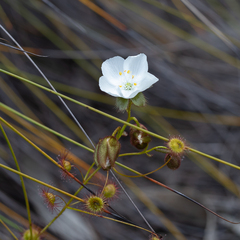 Drosera planchonii