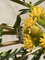 Colletes