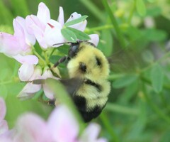 Bombus bimaculatus