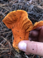 Hypomyces lactifluorum