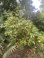 Aesculus
