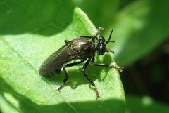 Dioctria atricapilla