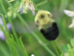 Bombus bimaculatus