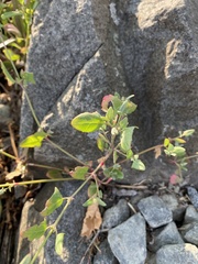 Atriplex prostrata