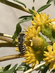 Colletes