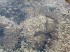 Pilumnus vespertilio