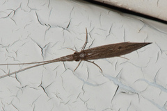 Oecetis