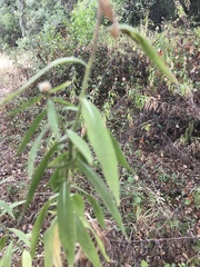 Cheirolophus sempervirens