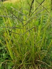 Poaceae