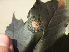 Rhytisma acerinum