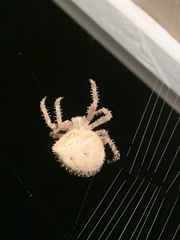Araneus gemmoides