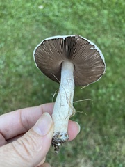 Agaricus campestris