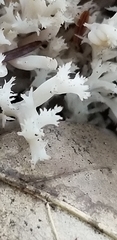 Clavariaceae