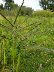 Poaceae