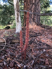 Pterospora andromedea