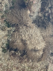 Pilumnus vespertilio