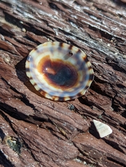 Testudinalia testudinalis