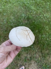 Agaricus campestris
