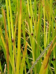 Poaceae