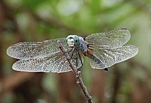 iNaturalist observation photo of Blue Dasher