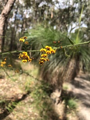 Daviesia umbellulata
