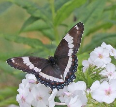 Limenitis arthemis arthemis