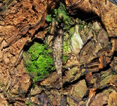 Nesomachilis