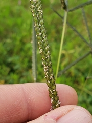Poaceae