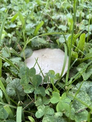 Agaricus campestris