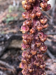 Pterospora andromedea