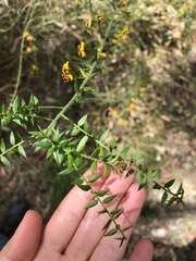 Daviesia umbellulata