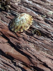 Testudinalia testudinalis