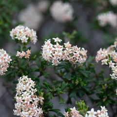 Pomaderris obcordata