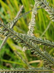 Poaceae