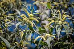 Juliflorae