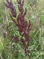 Rumex crispus