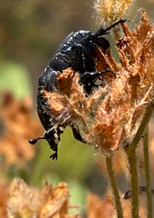 Protaetia morio