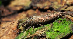 Nesomachilis