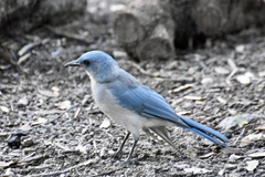 Aphelocoma wollweberi