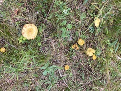 Suillus americanus
