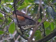Turdus albicollis