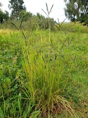 Poaceae