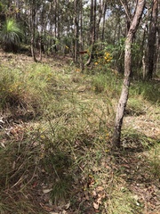 Daviesia umbellulata
