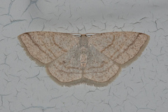 Scopula