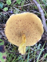 Suillus americanus